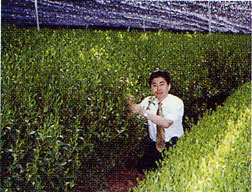 玉露の茶畑にて